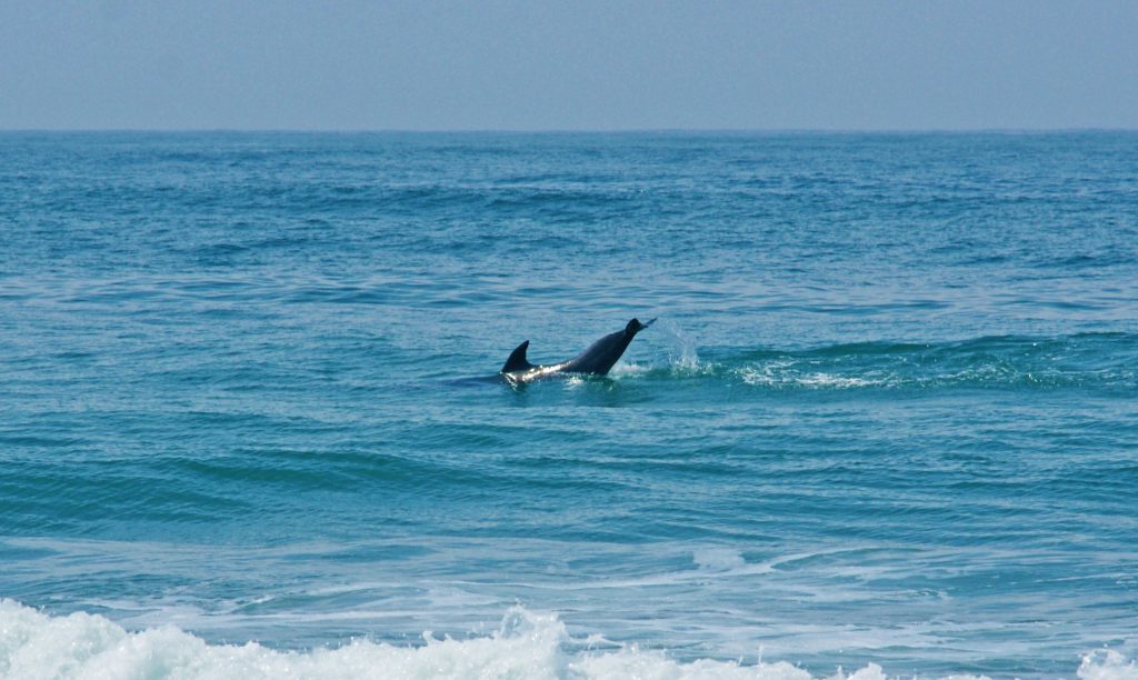 Dolphin will sometimes swim slowly and slap the water with their tail to herd fish.