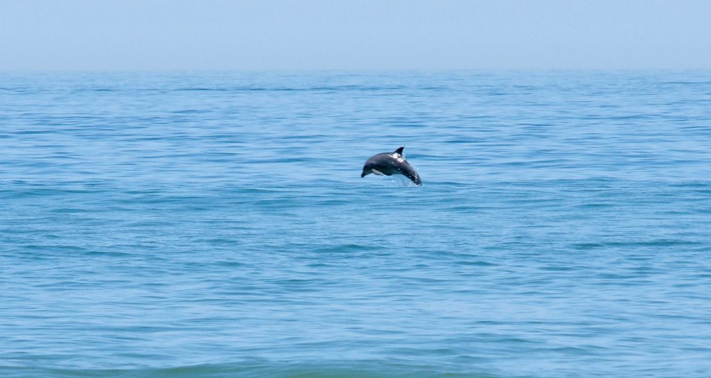 A dolphin flies through the air.