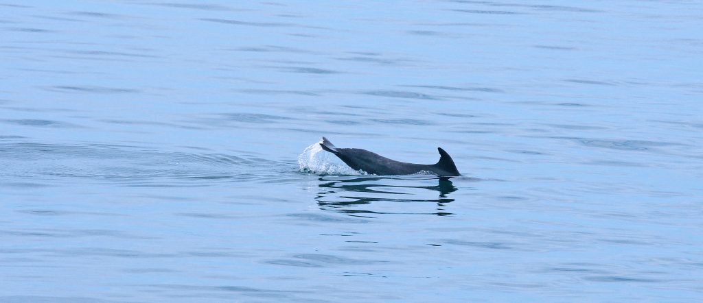 The dorsal fin is made of soft cartilage and often dolphins will obtain notches and nicks in their fins.