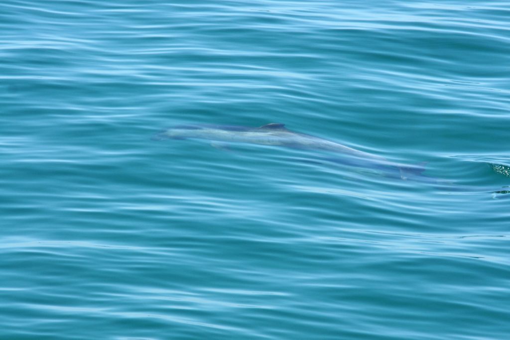 A dolphin glides silently through the water.