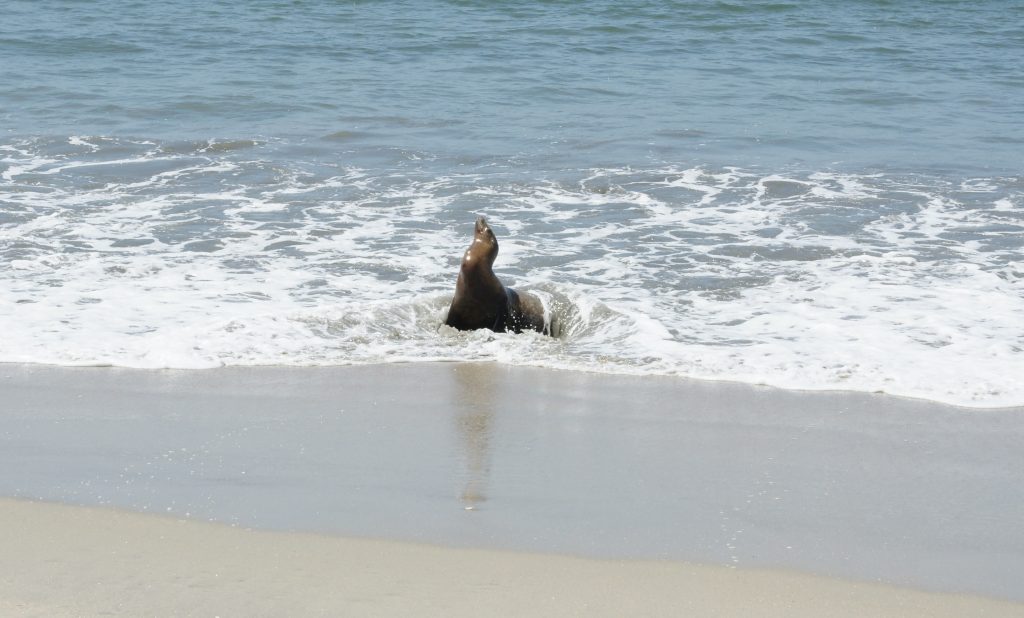 A California sea lion on the beach.