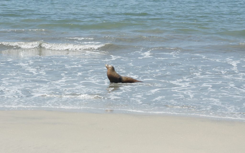 Sea lions are casual.