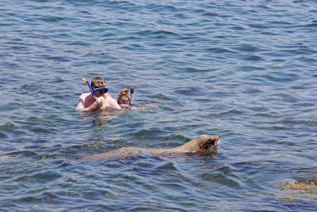 When snorkeling, beware the incautious sea lion.