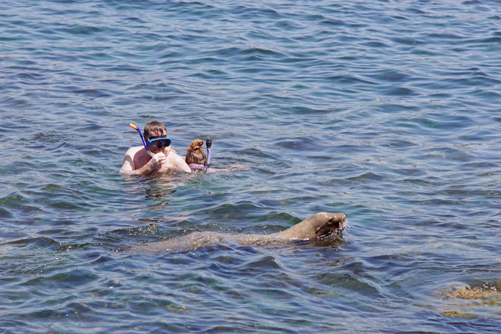 When snorkeling, beware the incautious sea lion.