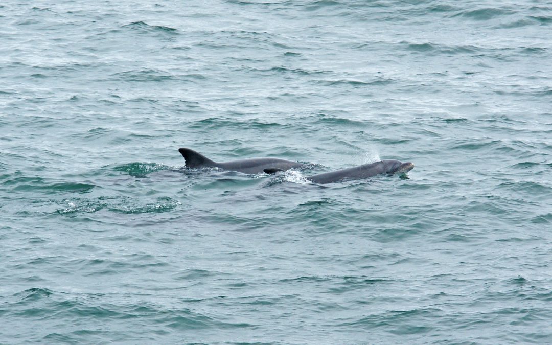 San Diego Sea Life