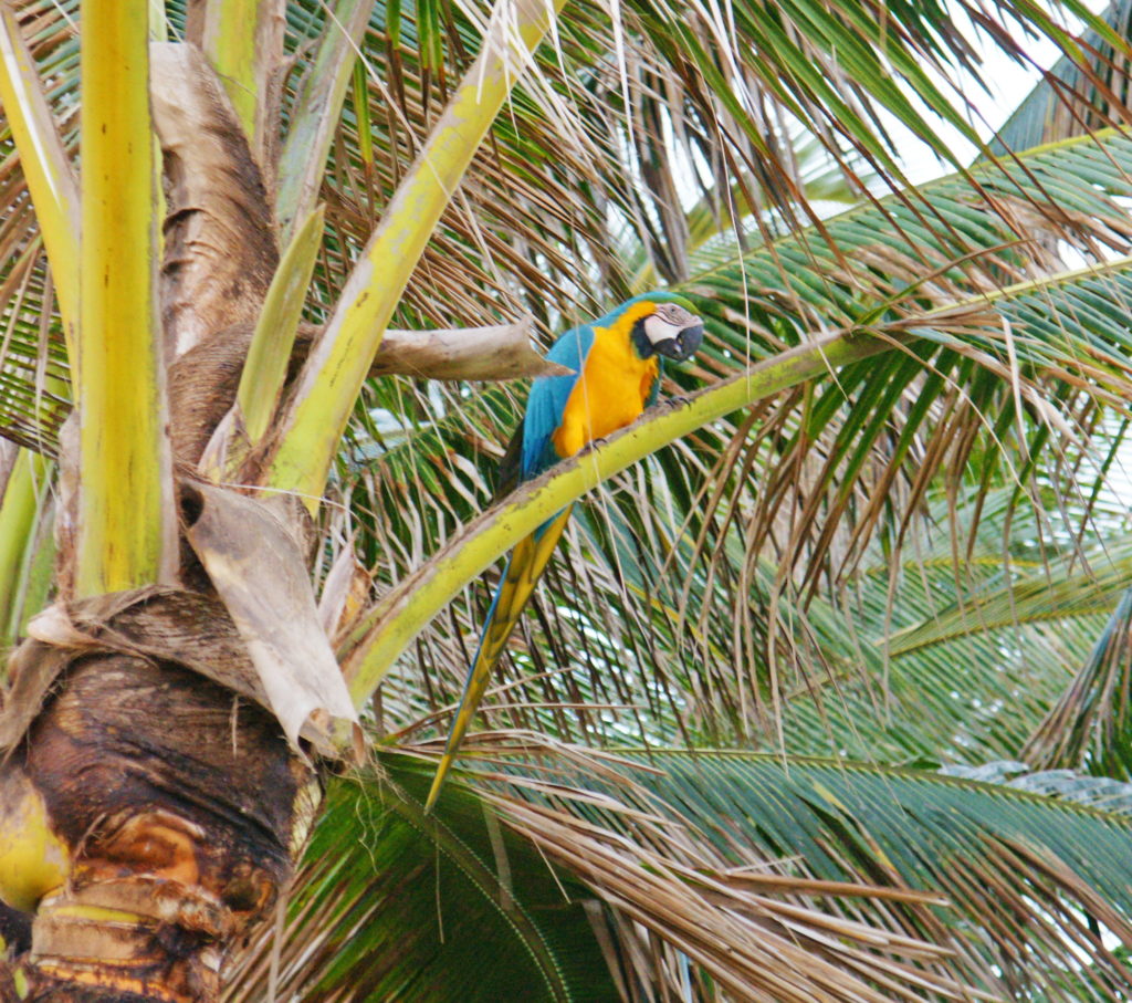 A local resident entertains us.