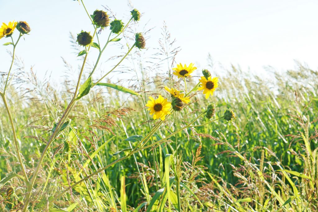 Native flowers of New Mexico.