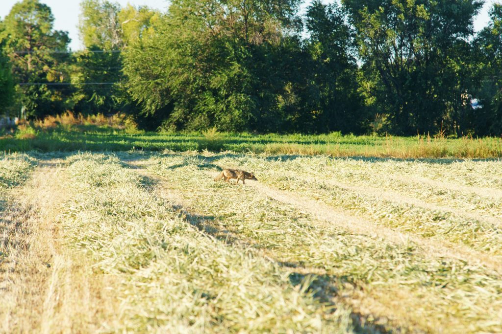 A coyote helps control the rodent population.