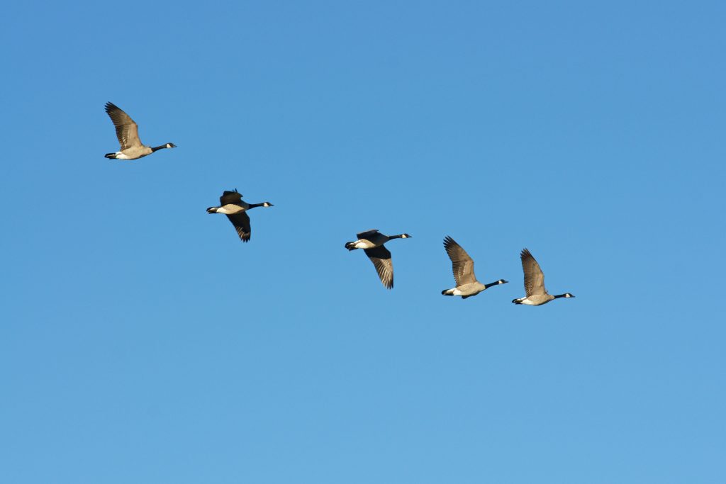 Flocks of Canada geese fly overhead.