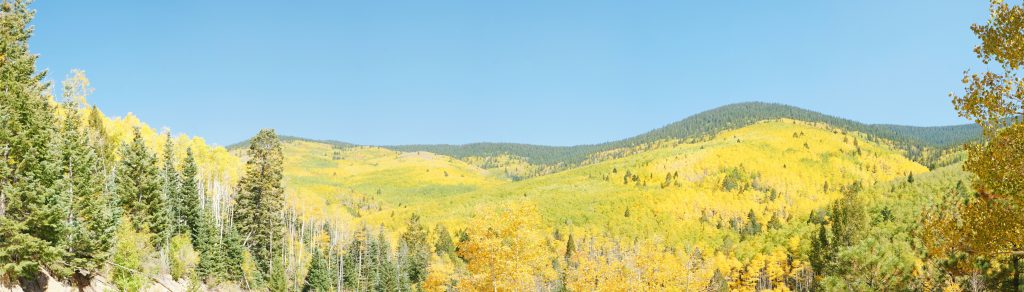 Golden aspen turning golden as winter approaches.