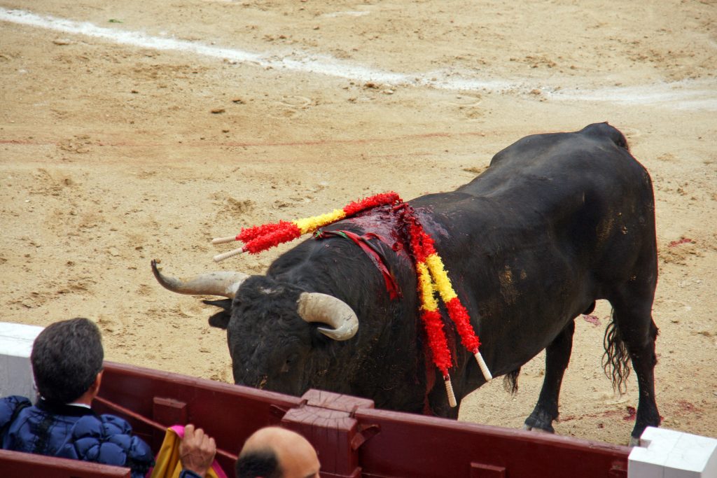 A bull faces the matador, protected behind a barrier.