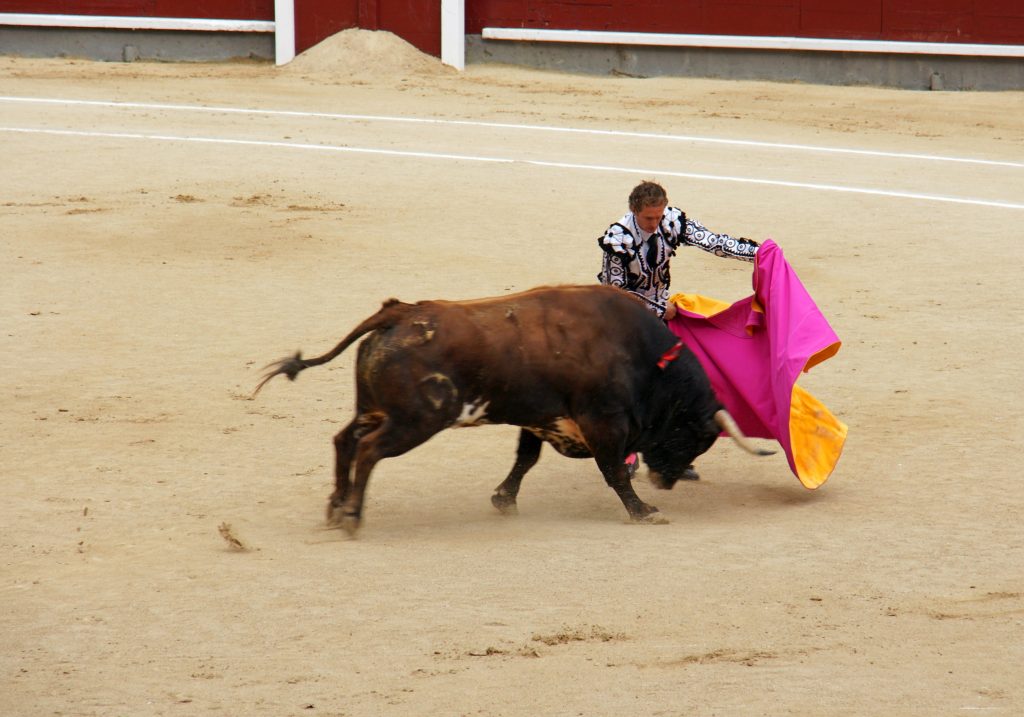 The bull charges the moving cape.