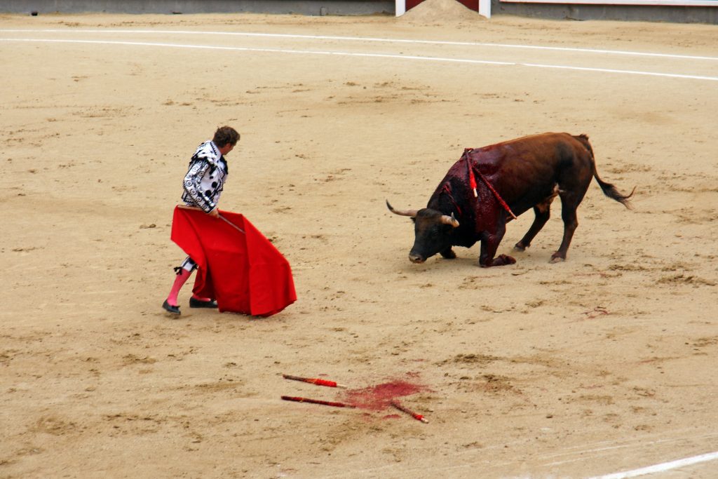 The bull is barely able to stand.