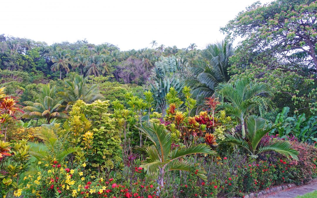 Dreaming in Dominica