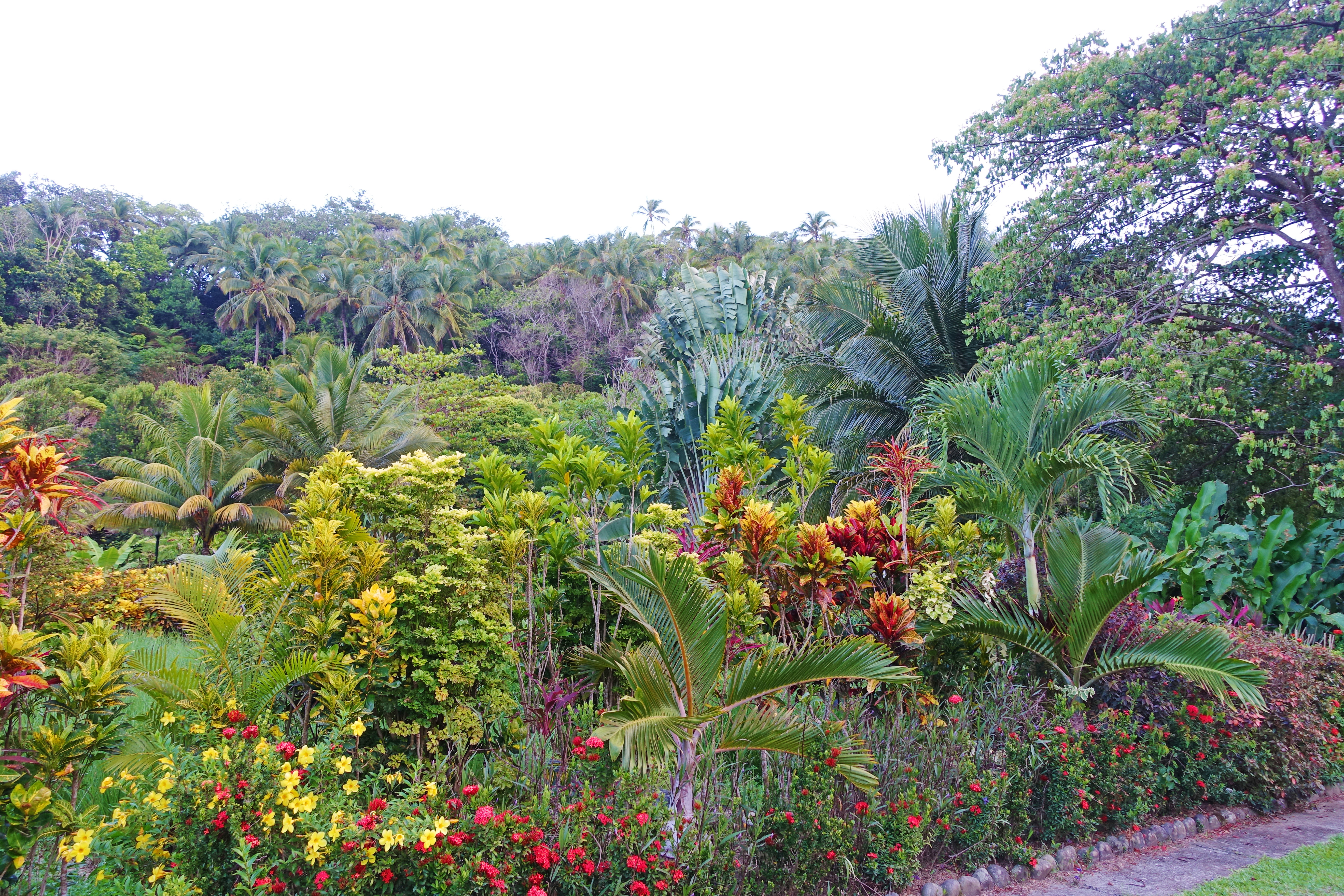 Dreaming in Dominica