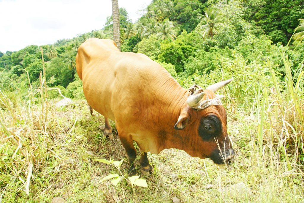 A cow with a bandana greets us.