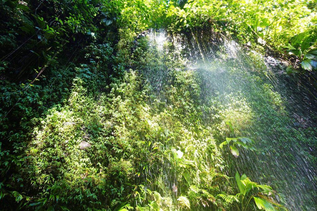 It's like a super-rain forest.