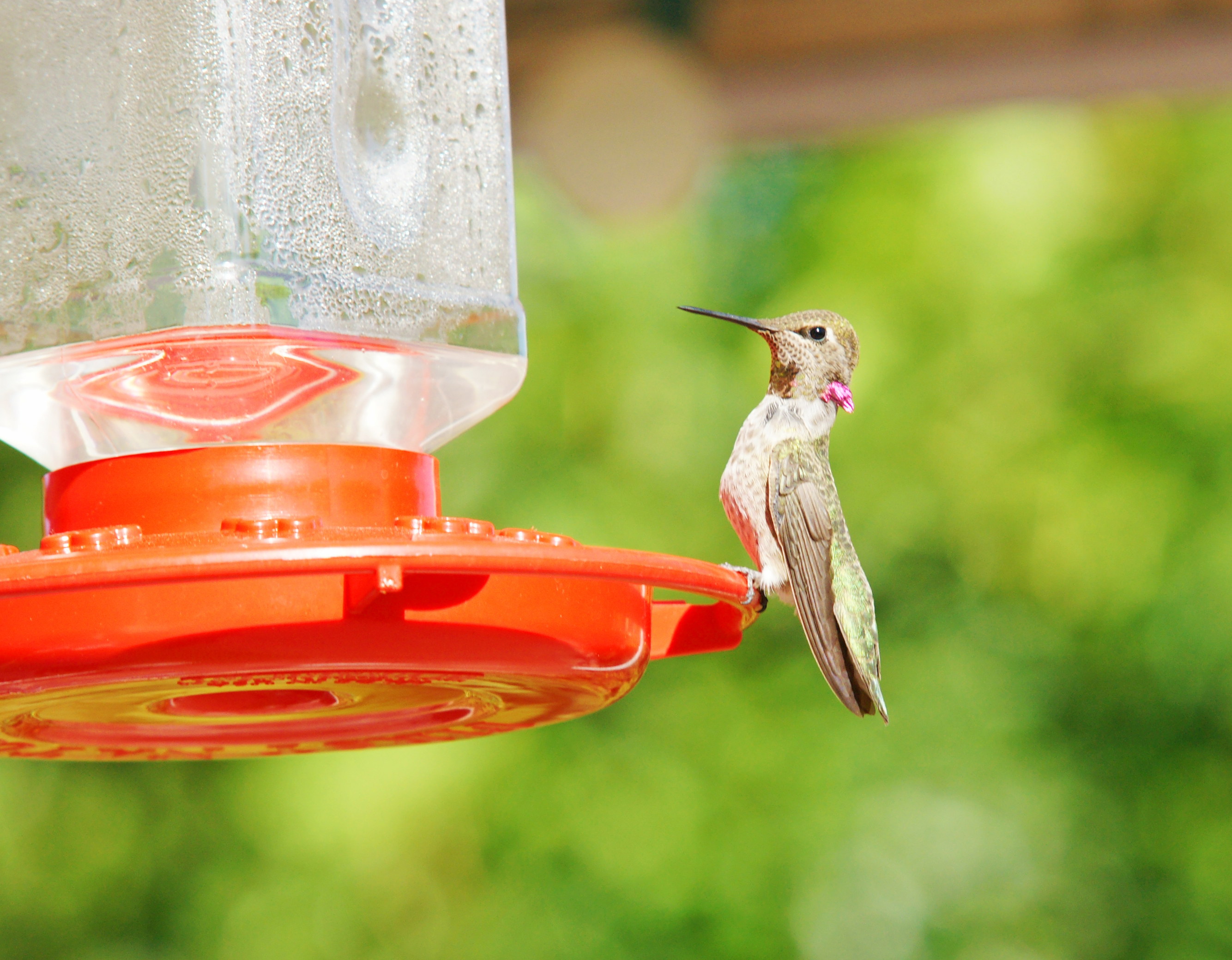 Hummingbirds