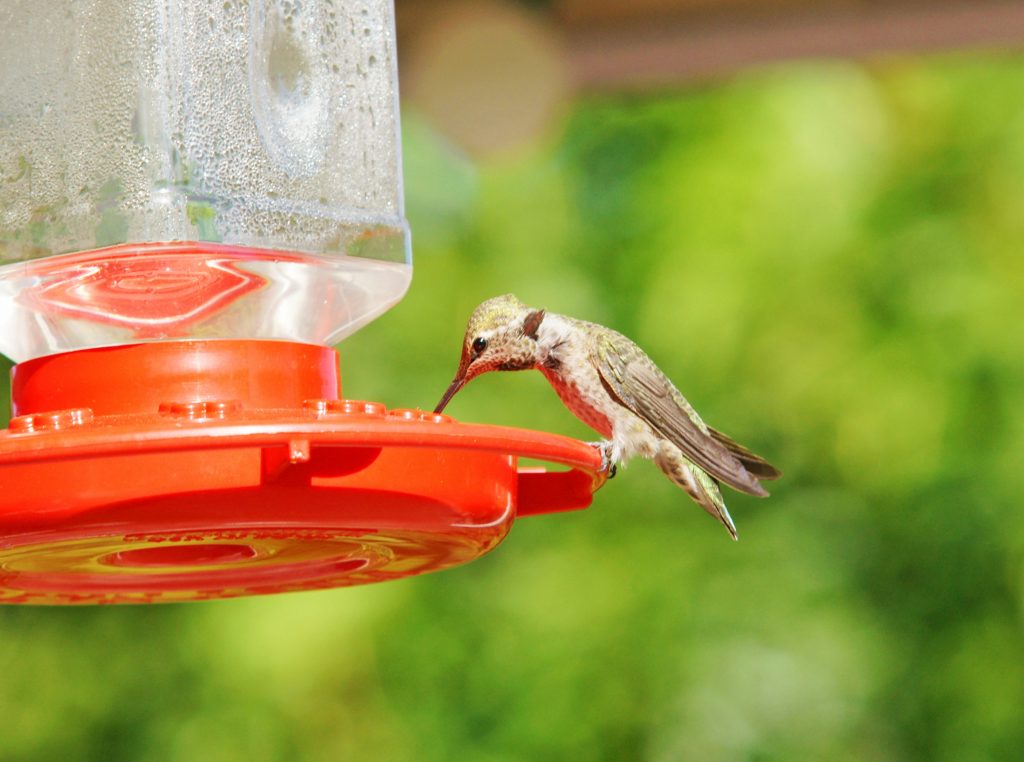 Hummingbirds can eat and drink at the same time.