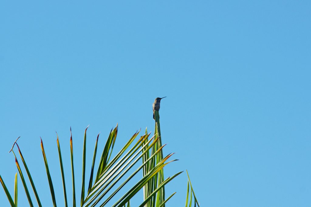 A lone hummingbird perches on a palm frond.