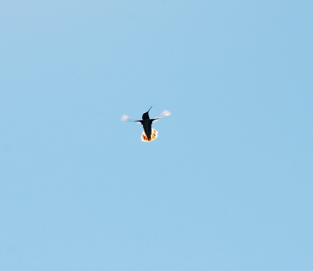 A hummingbird in bright sunlight shows its form.