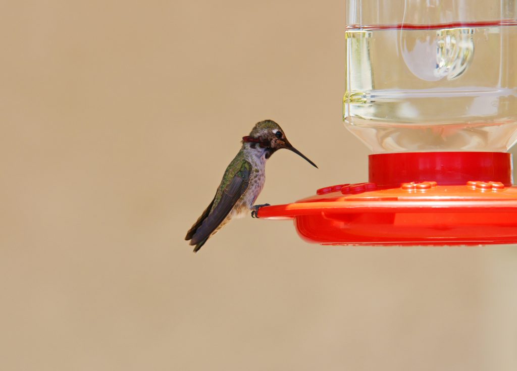 A male hummingbird contemplates his dinner.