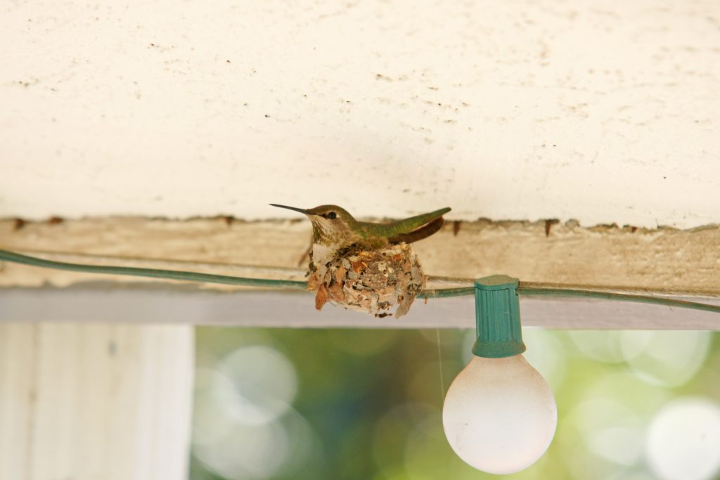 Mama hummingbird keeping warm her eggs.