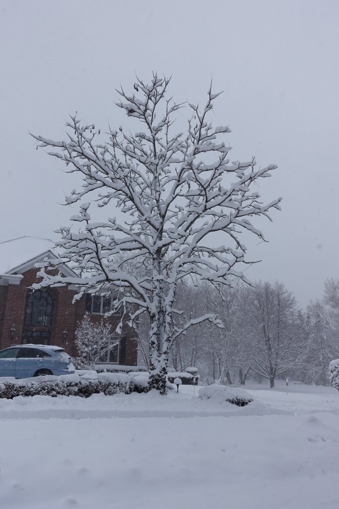 A Chicago snow-tree.