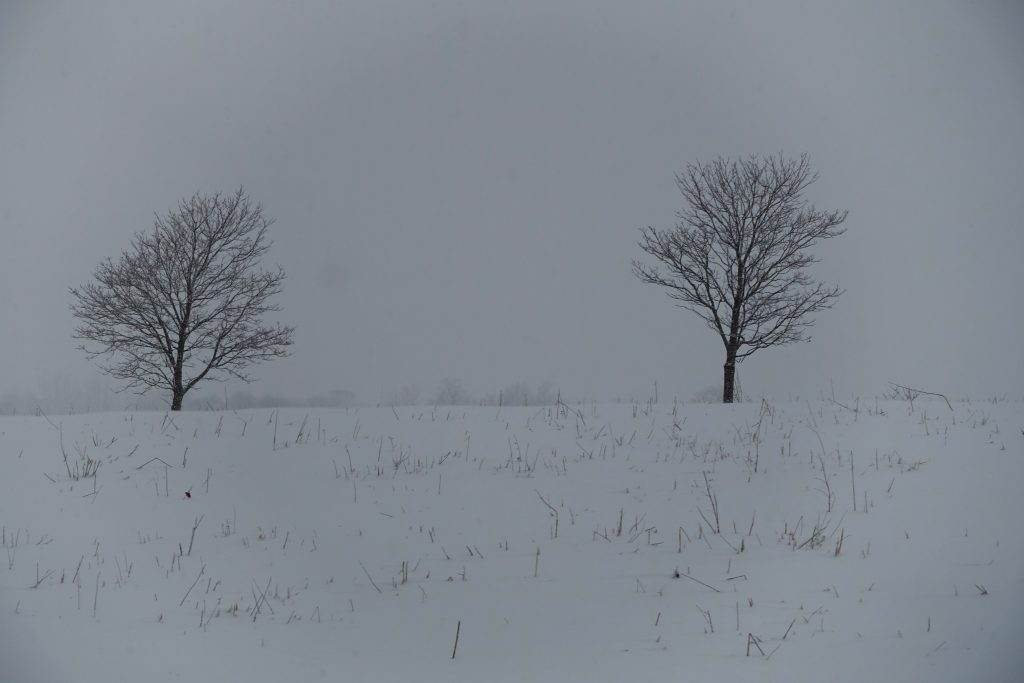 Little tree on the prairie.