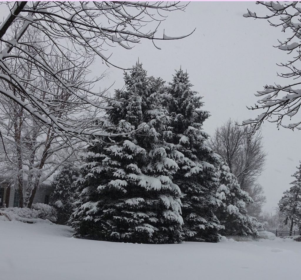 Christmas trees!