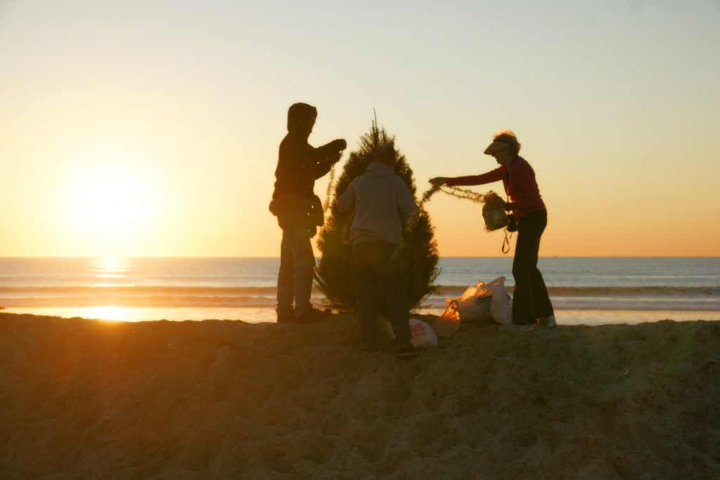 Technically that's a Beach Tree, right?