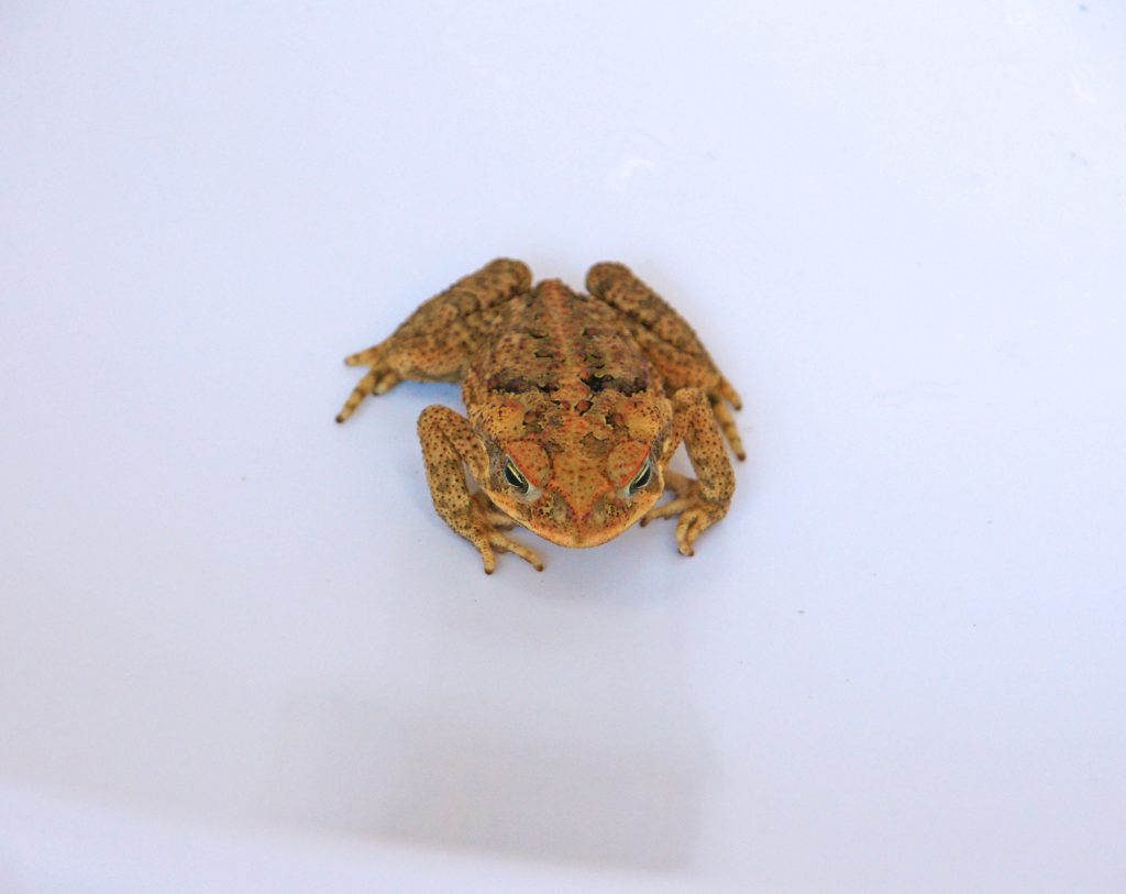 The coqui frog is an unwanted guest on the island.