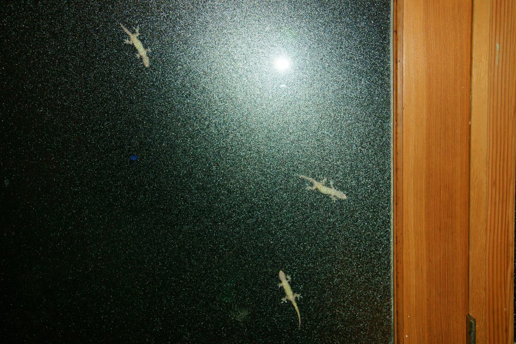 Geckos are a regular visitor in the evening, dining on the island's insects.