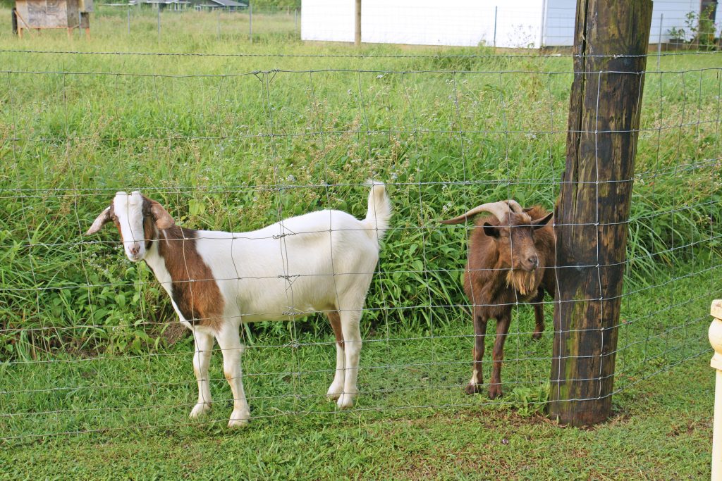 These goats live safely on a farm...I'm not kidding.