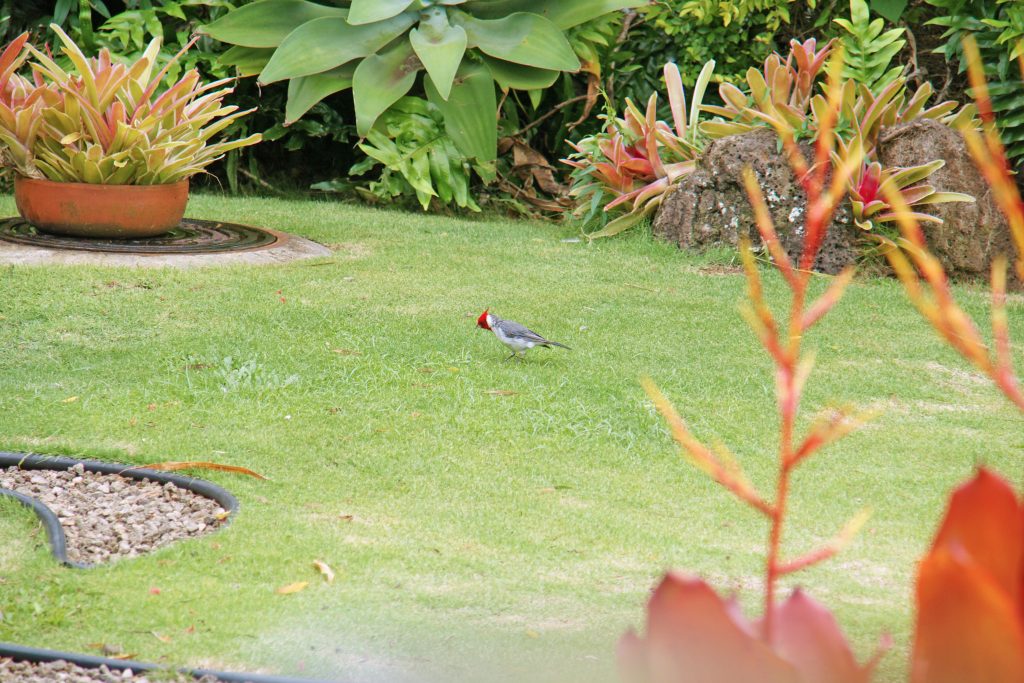 The red-crested cardinal is pretty easy to identify.