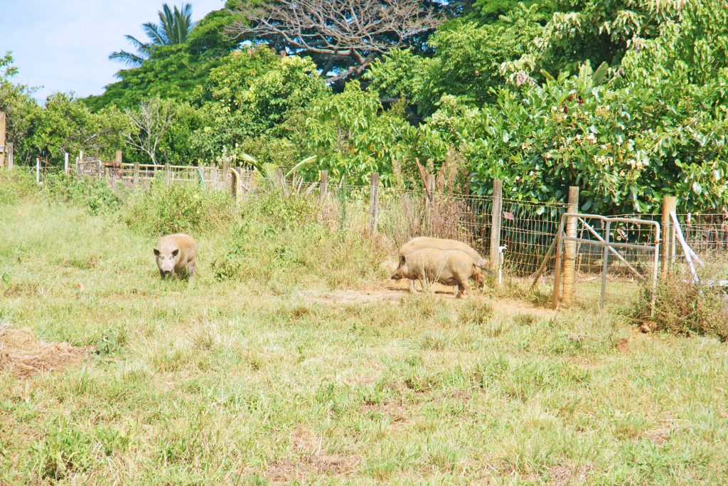 Feral pigs are NOT your friends.