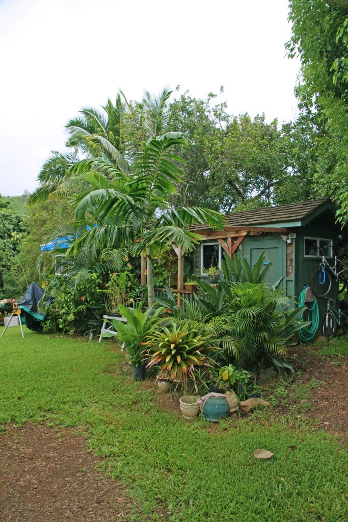 The entrance to our house in the tropical forest is tropical. 