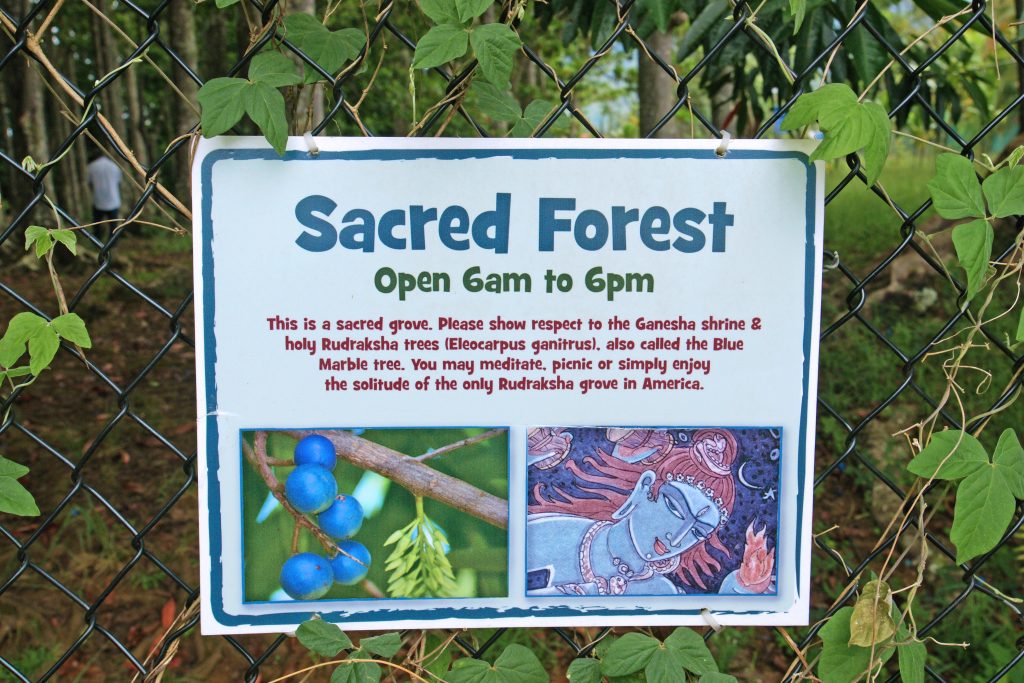 The Sacred Forest, where you can meditate for only 12 hours each day.
