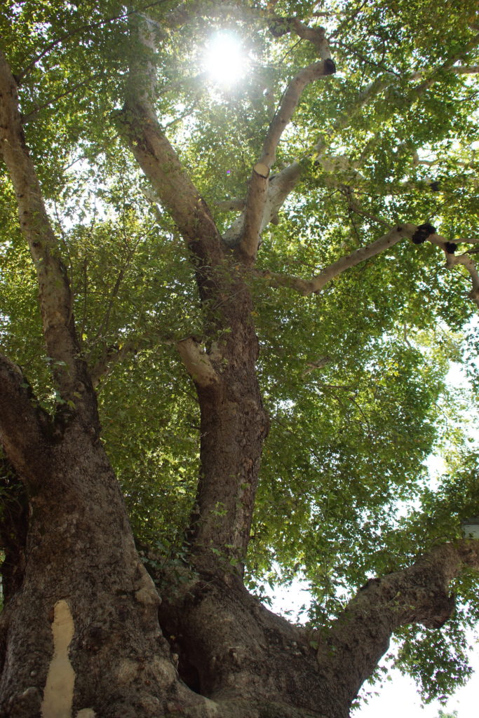 The many branches of the Moses tree, representing the many True Religions of the One True God.