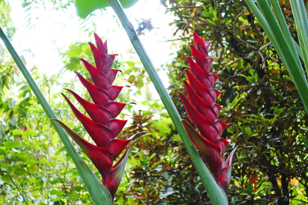  Heliconia, also known as lobster-claws, toucan beak, wild plantains or false bird-of-paradise. 