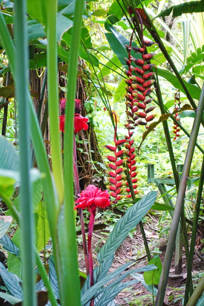 And still more Heliconia greets us.