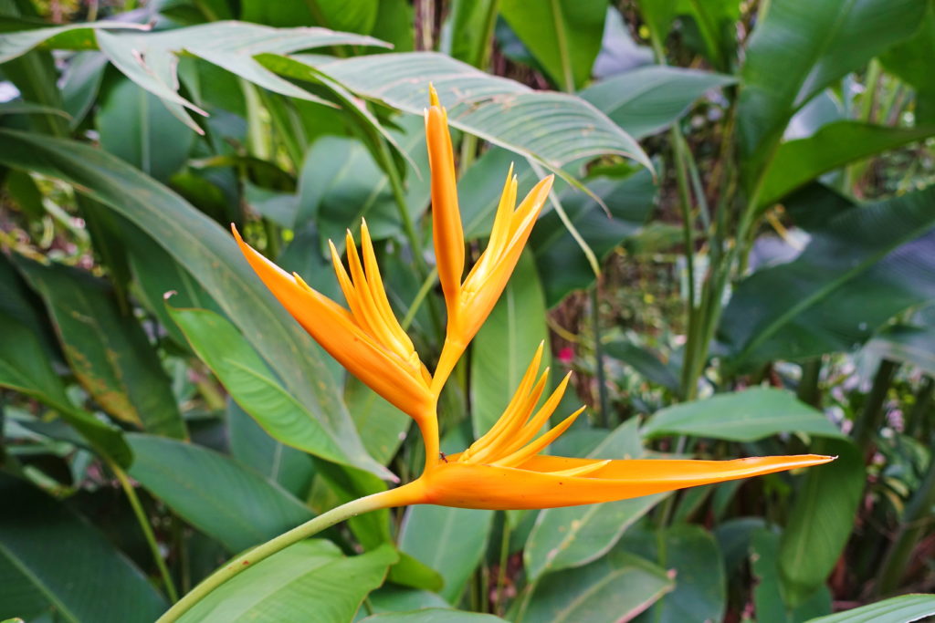 Even more species of Heliconia grow here.