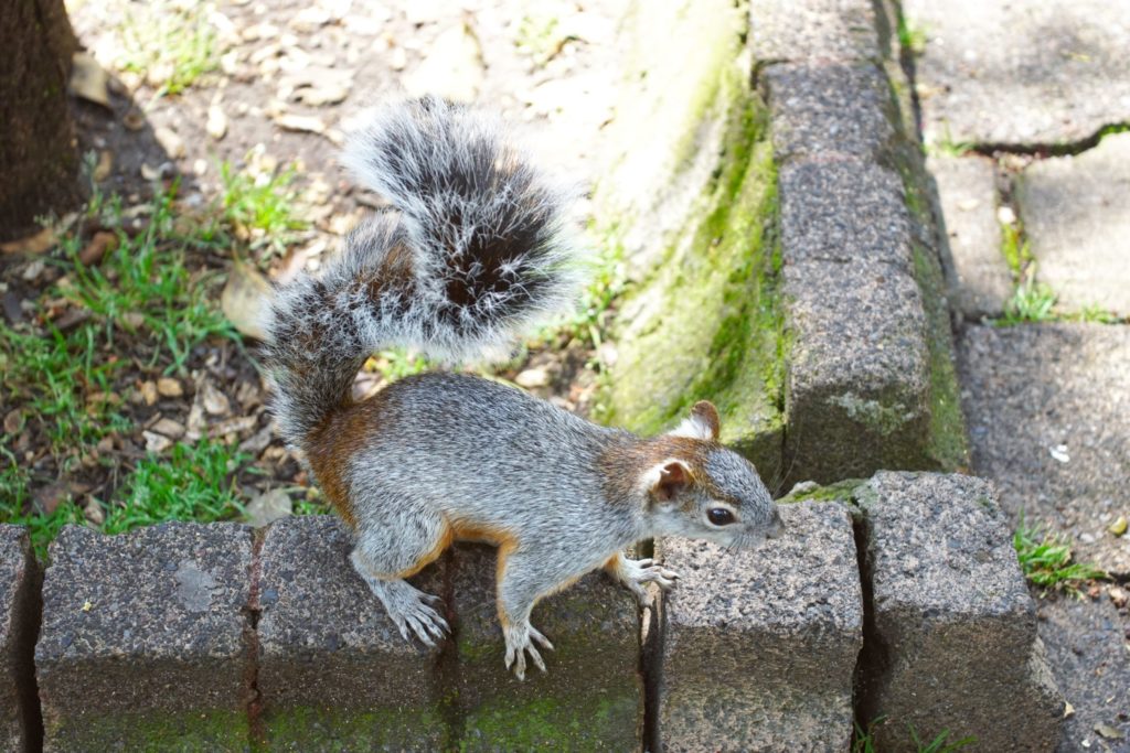 Is this squirrel gray or red?
