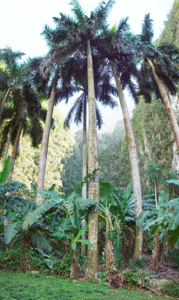 A cluster of Cuban coconut trees.