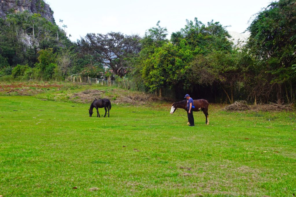 Horsing around in Cuba.