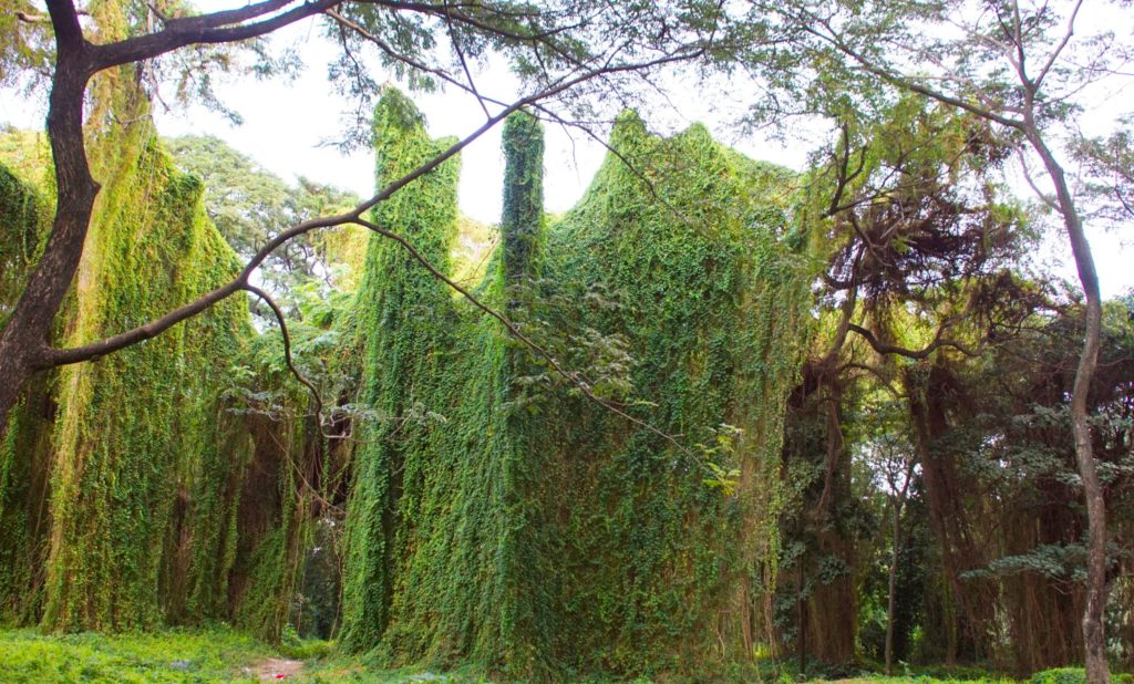 A wall of vines found in El Bosque.