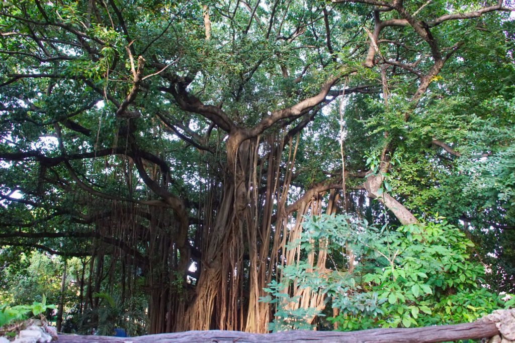 One of the old banyan trees (ficus benghalensis) in Havana.