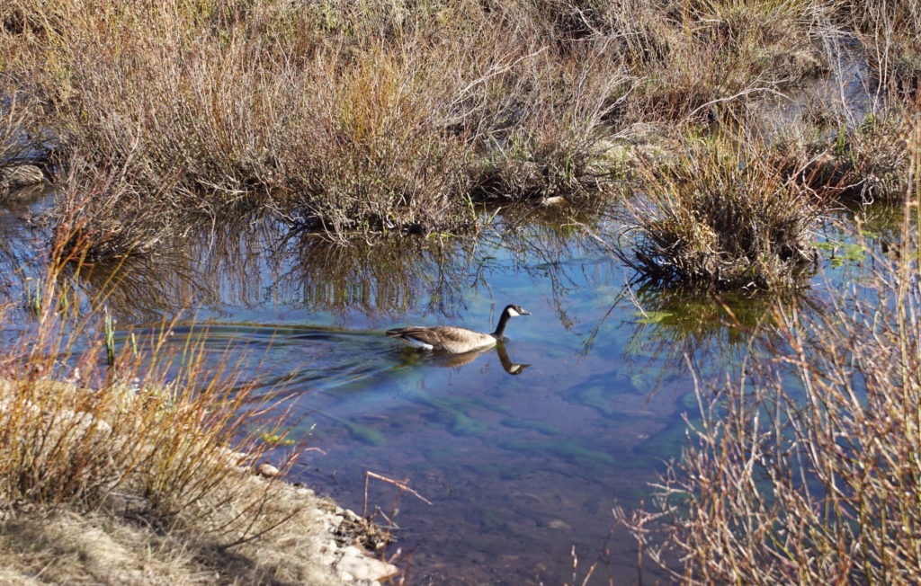 A Coloradon goose.