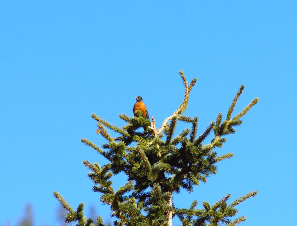 Not a turd, but a turdus!