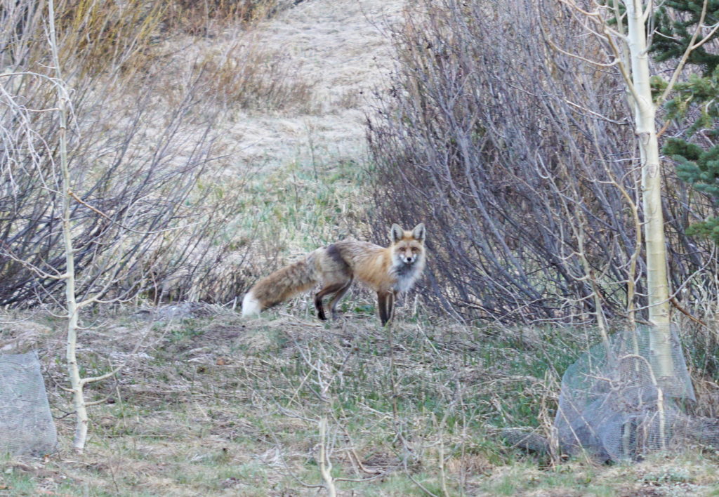 A red fox poses for me.